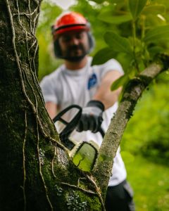 🌳 À la Sainte Catherine, tout bois prend racine 🌳