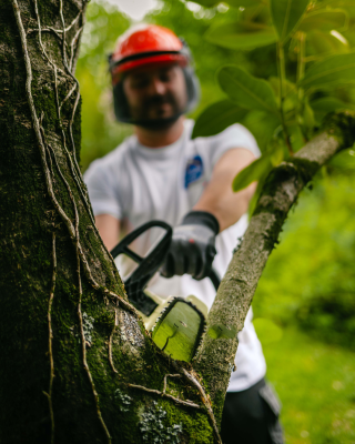 🌳 À la Sainte Catherine, tout bois prend racine 🌳